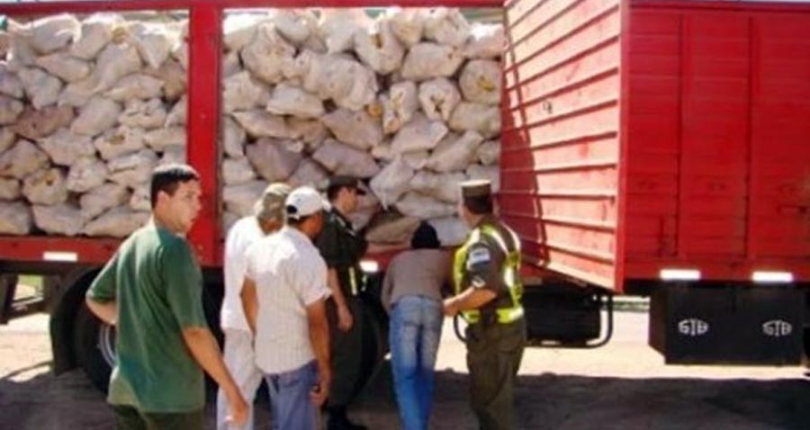 Zapallo verde. GN decomisa la marihuana oculta en el cargamento de zapallo.