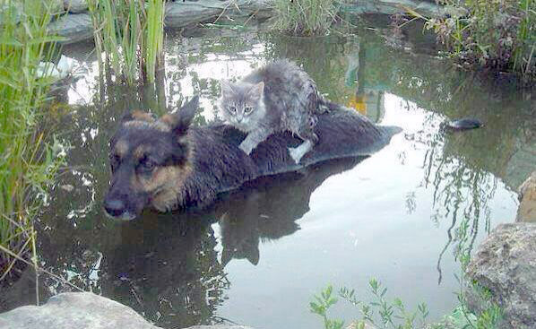 Cuando el agua sube, la solidaridad junta al perro con el gato.