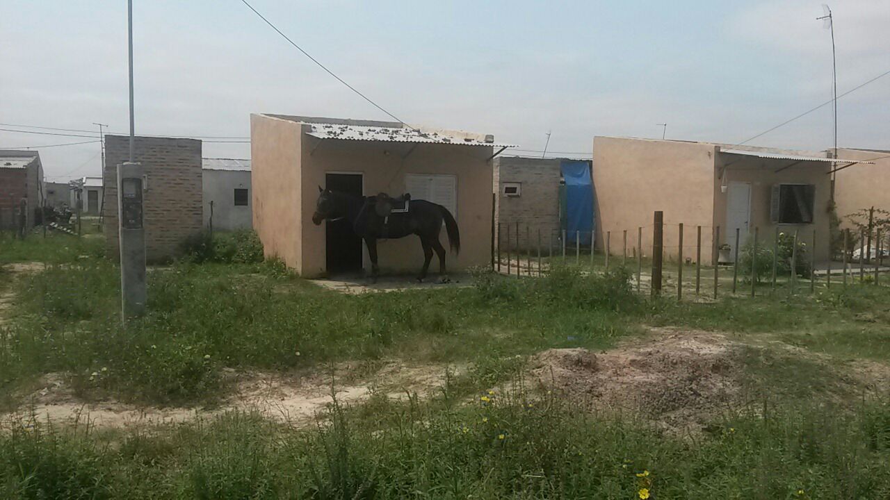 El equino descansa en la sombra de un módulo.