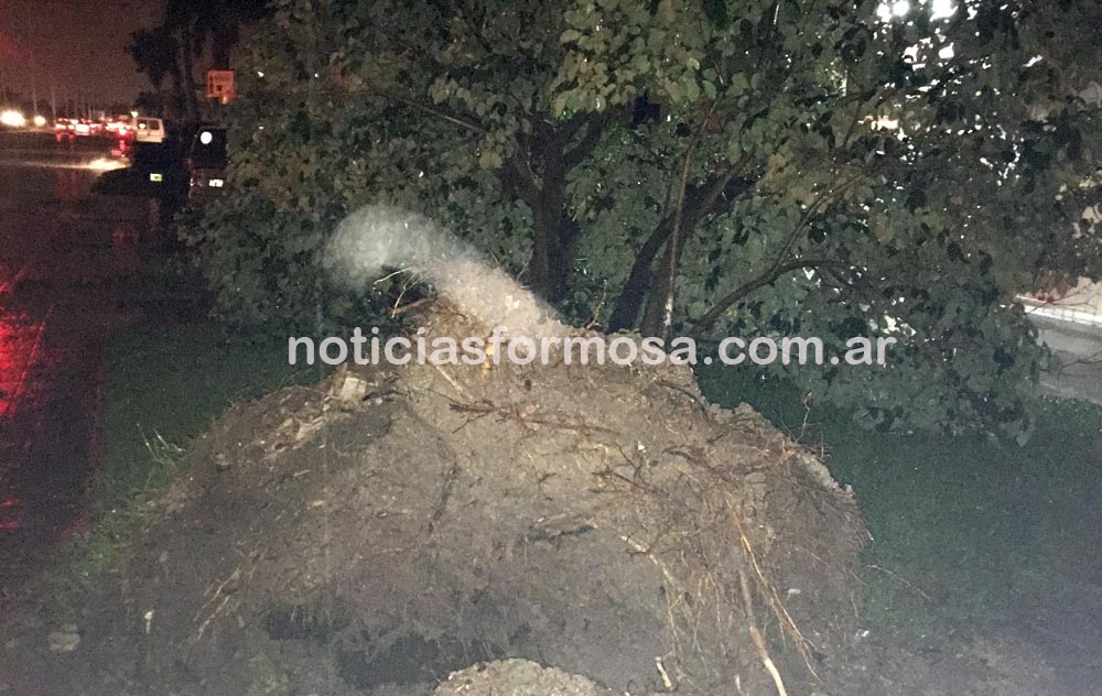Primeras fotos del temporal de viento y agua en la ciudad