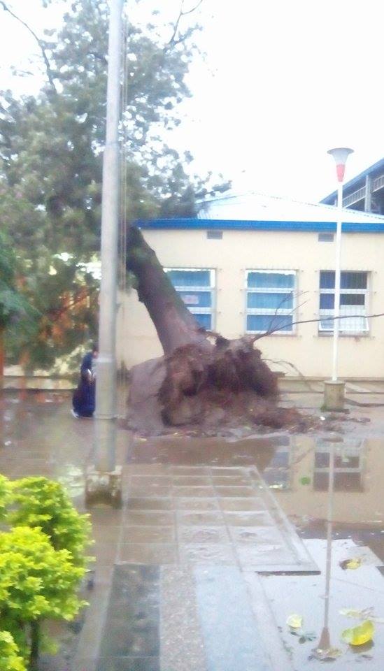 Añoso árbol caído en la Escuela 66.