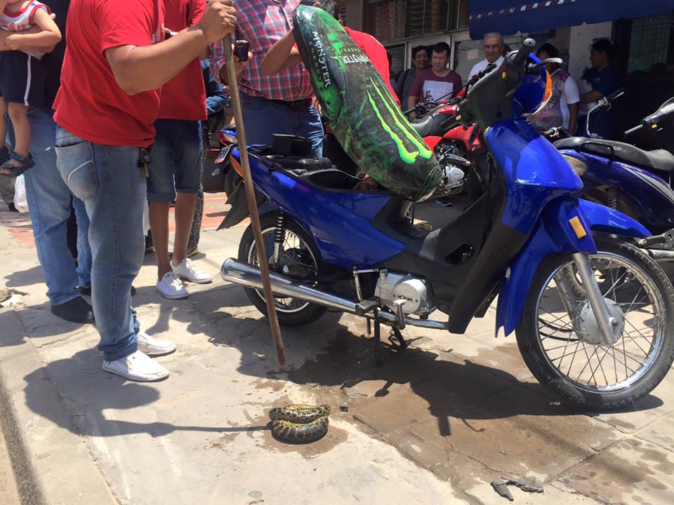 VIDEO: Efecto de la creciente: una víbora «se metió» dentro una moto estacionada en la calle Belgrano