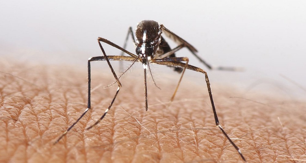 aedes aegyptis