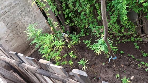 El «vivero de marihuana» en Ibarreta, una alerta para no pasar a ser productores