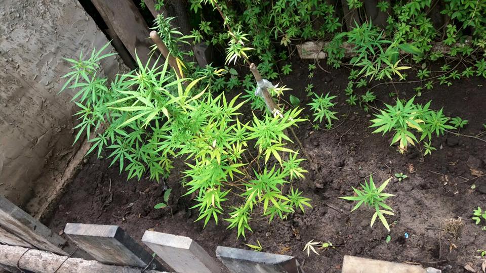 El «vivero de marihuana» en Ibarreta, una alerta para no pasar a ser productores