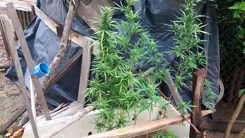 El «vivero de marihuana» en Ibarreta, una alerta para no pasar a ser productores