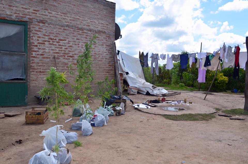 El «vivero de marihuana» en Ibarreta, una alerta para no pasar a ser productores
