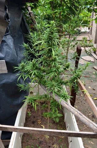El «vivero de marihuana» en Ibarreta, una alerta para no pasar a ser productores