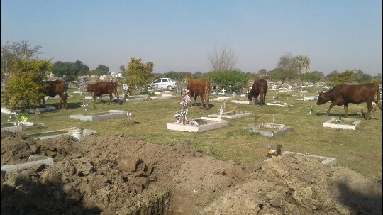 Animales sueltos en el cementerio San Antonio