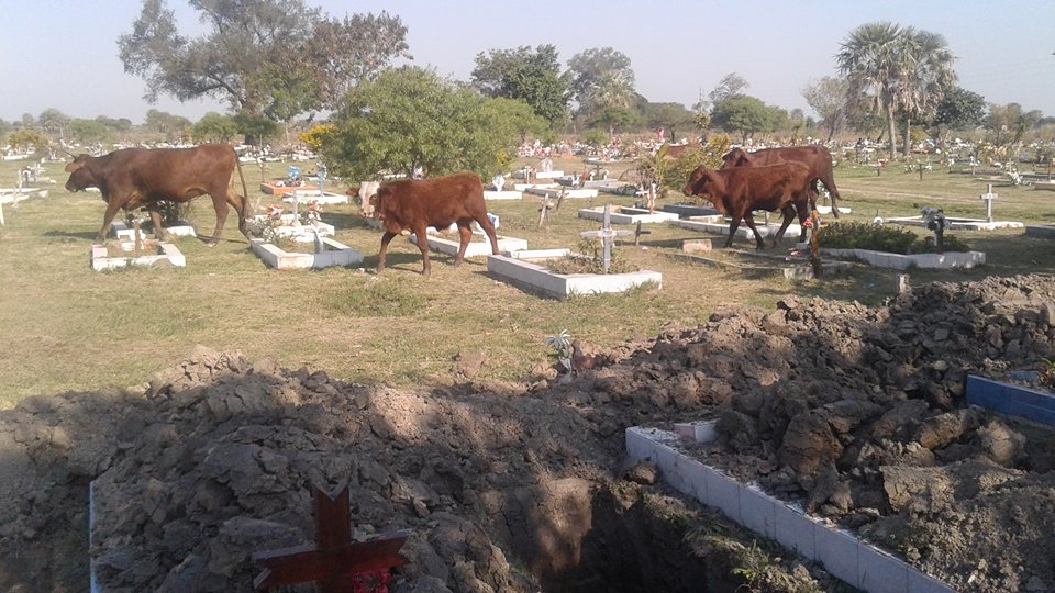 Animales sueltos en el cementerio San Antonio