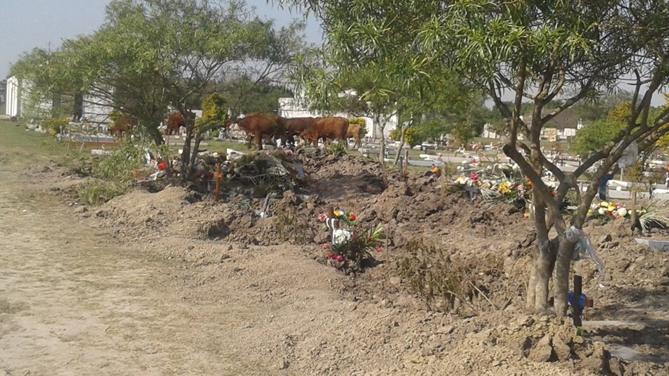 Animales sueltos en el cementerio San Antonio