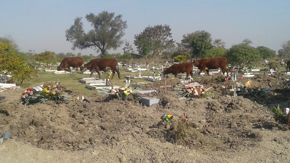Animales sueltos en el cementerio San Antonio