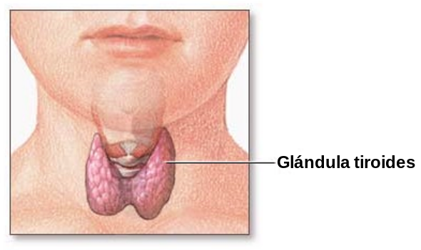 glandulas-de-tiroides