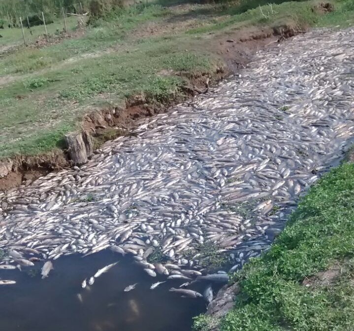 Mortandad de peces en el bañado La Estrella por la sequía
