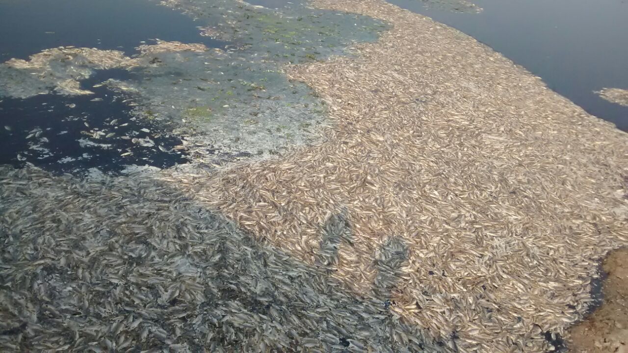 Mortandad de peces en el bañado La Estrella por la sequía