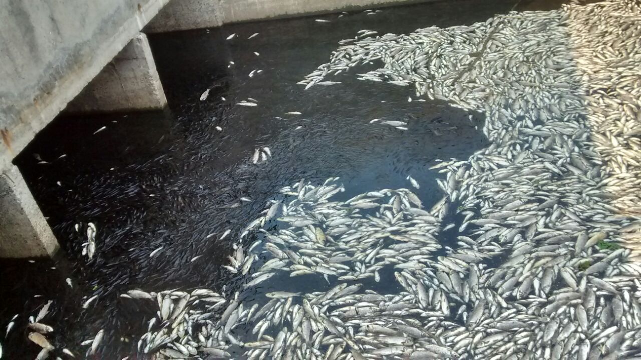 Mortandad de peces en el bañado La Estrella por la sequía