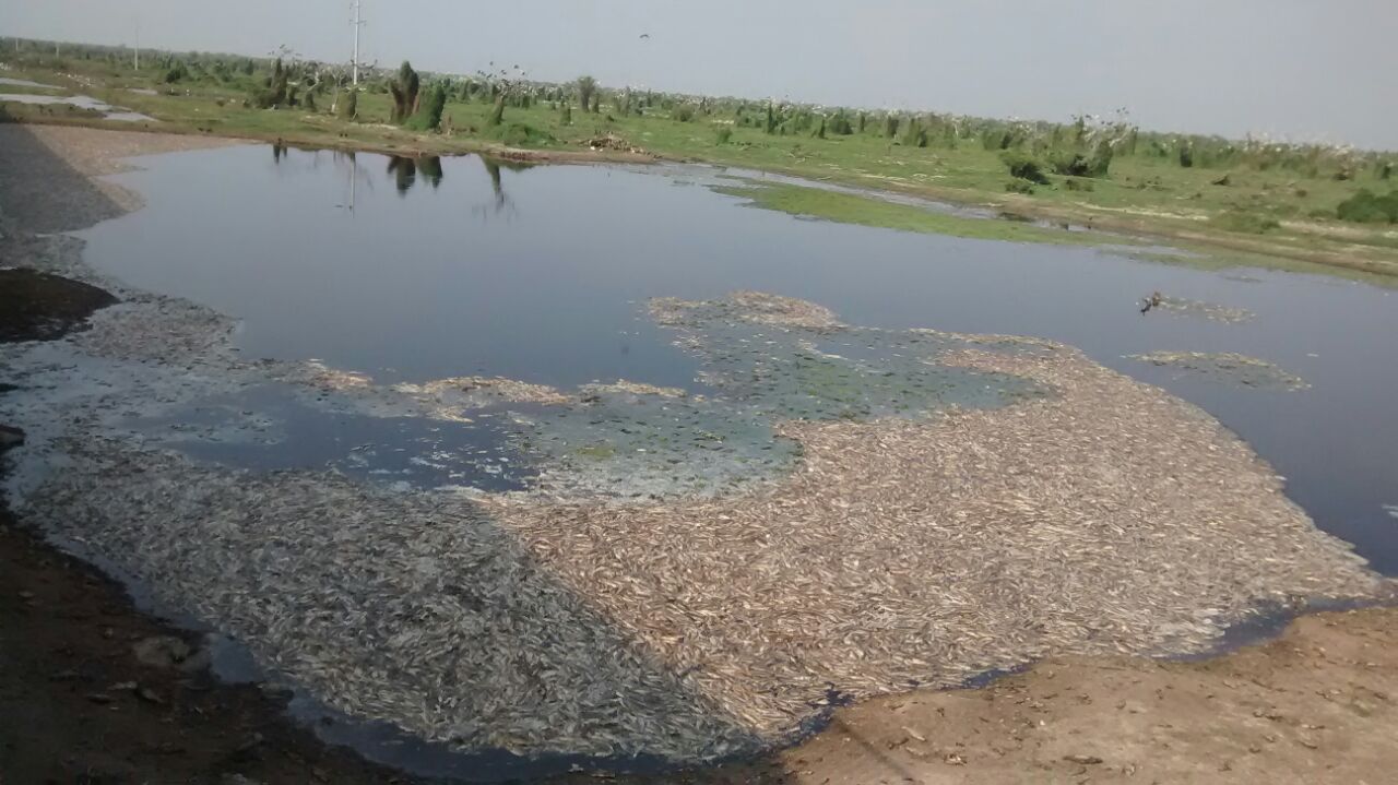Mortandad de peces en el bañado La Estrella por la sequía