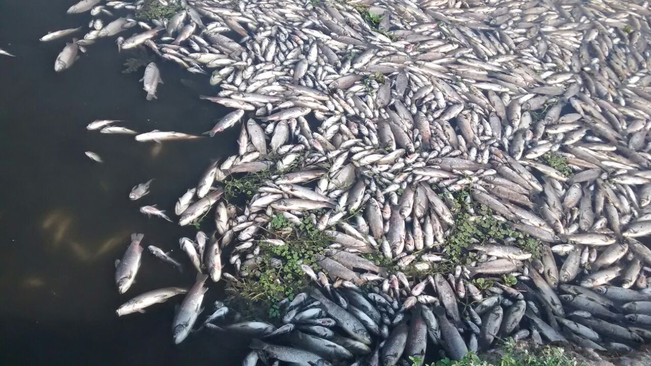 Mortandad de peces en el bañado La Estrella por la sequía