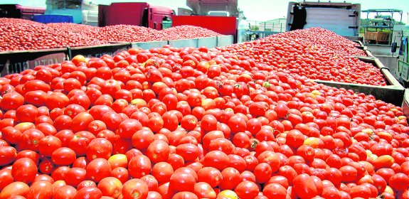 COOPERATIVA DE TOMATES EN TALAVERA DE LA REINA