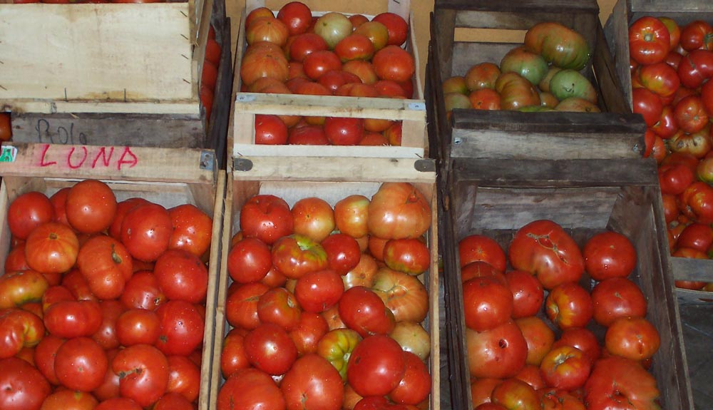 El tomate formoseño sale en cajones. Regresa envasado.