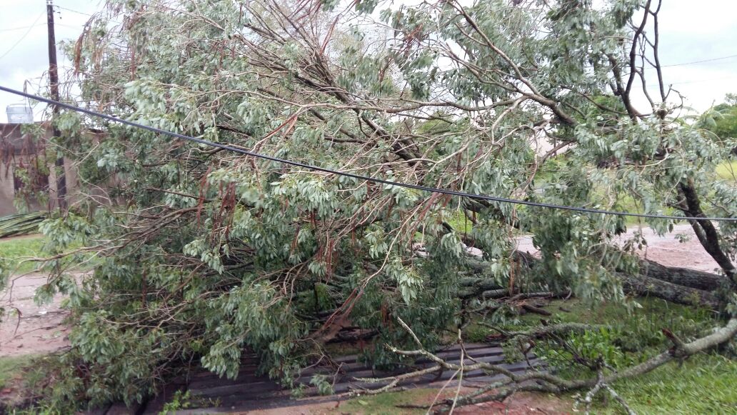 Fuertes vientos en Pirané dejó árboles caídos
