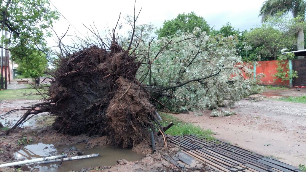 Fuertes vientos en Pirané dejó árboles caídos