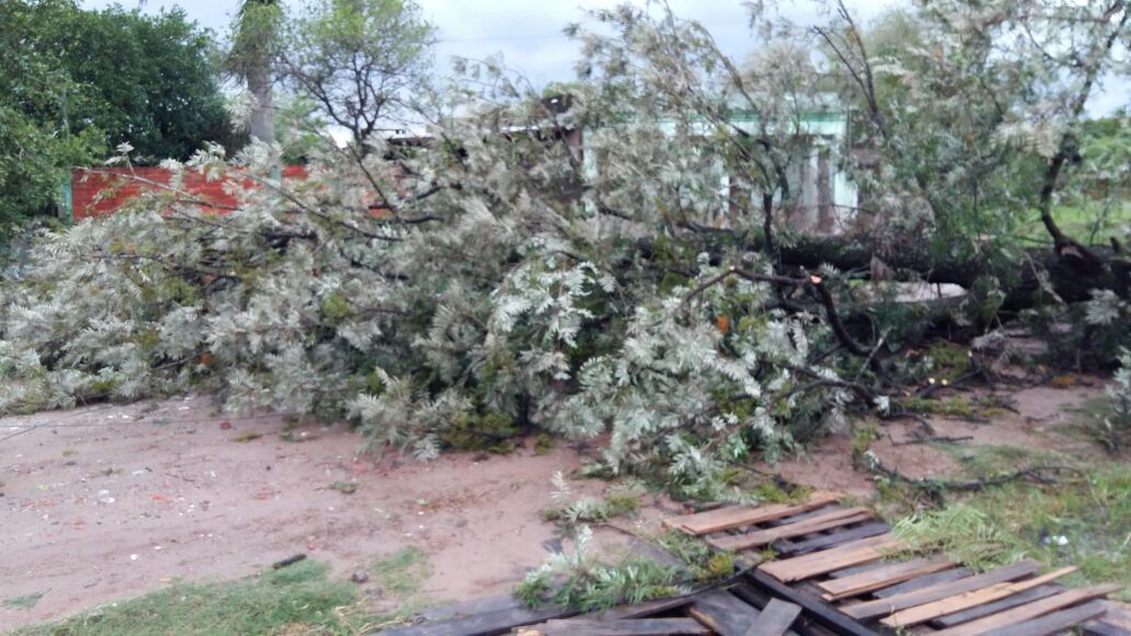 Fuertes vientos en Pirané dejó árboles caídos