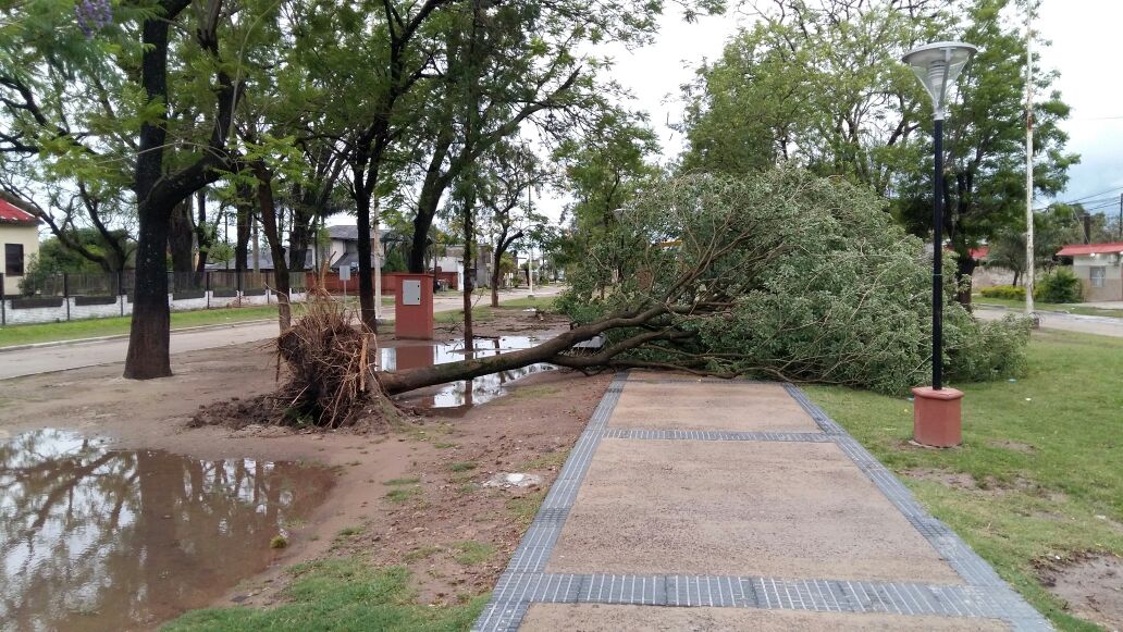 Fuertes vientos en Pirané dejó árboles caídos