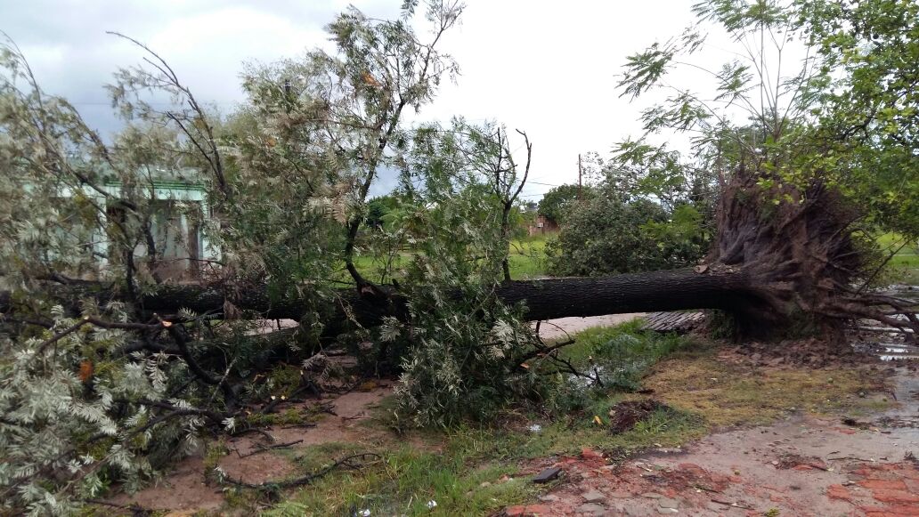 Fuertes vientos en Pirané dejó árboles caídos