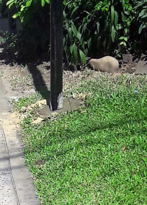 Sigue la polémica en el barrio La Paz: continúa la construcción en un espacio público