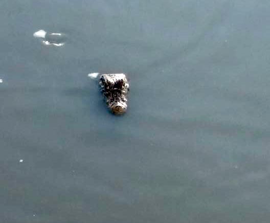 Alertan sobre presencia de un yacaré en el lago del Paraíso de los Niños