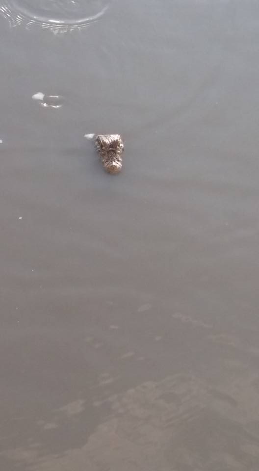Alertan sobre presencia de un yacaré en el lago del Paraíso de los Niños