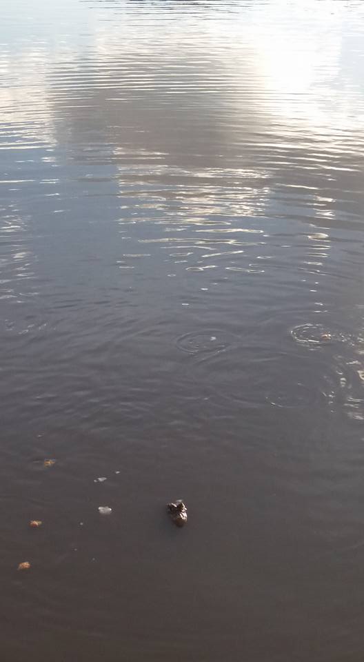 Alertan sobre presencia de un yacaré en el lago del Paraíso de los Niños