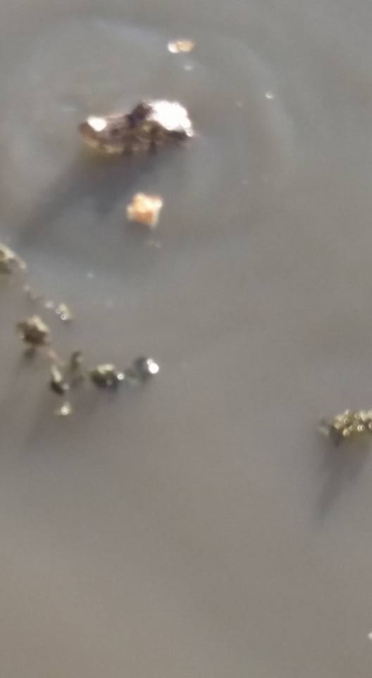 Alertan sobre presencia de un yacaré en el lago del Paraíso de los Niños