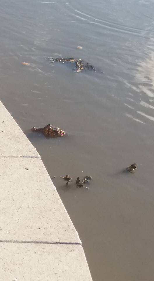Alertan sobre presencia de un yacaré en el lago del Paraíso de los Niños