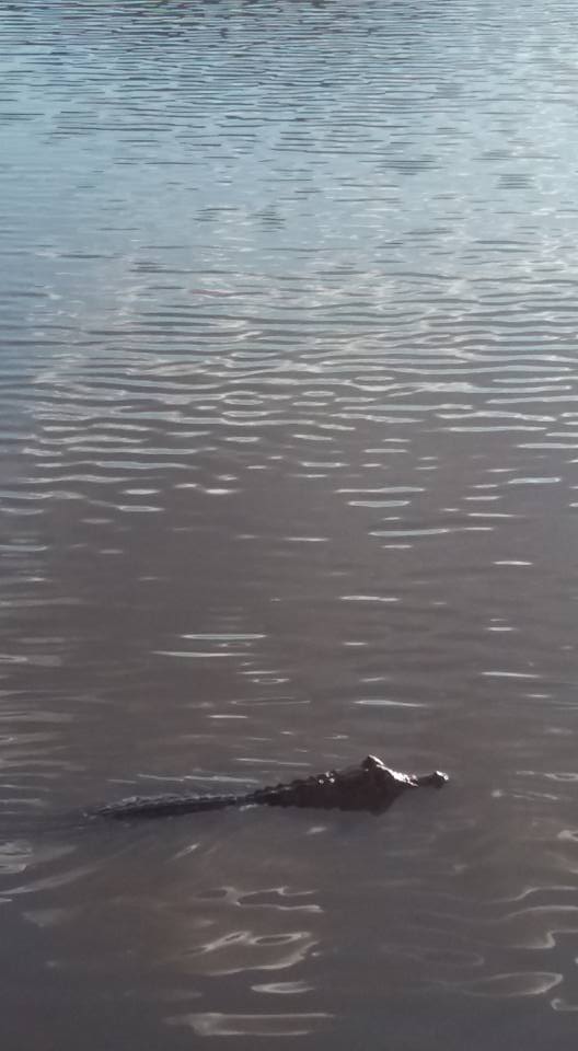 Alertan sobre presencia de un yacaré en el lago del Paraíso de los Niños