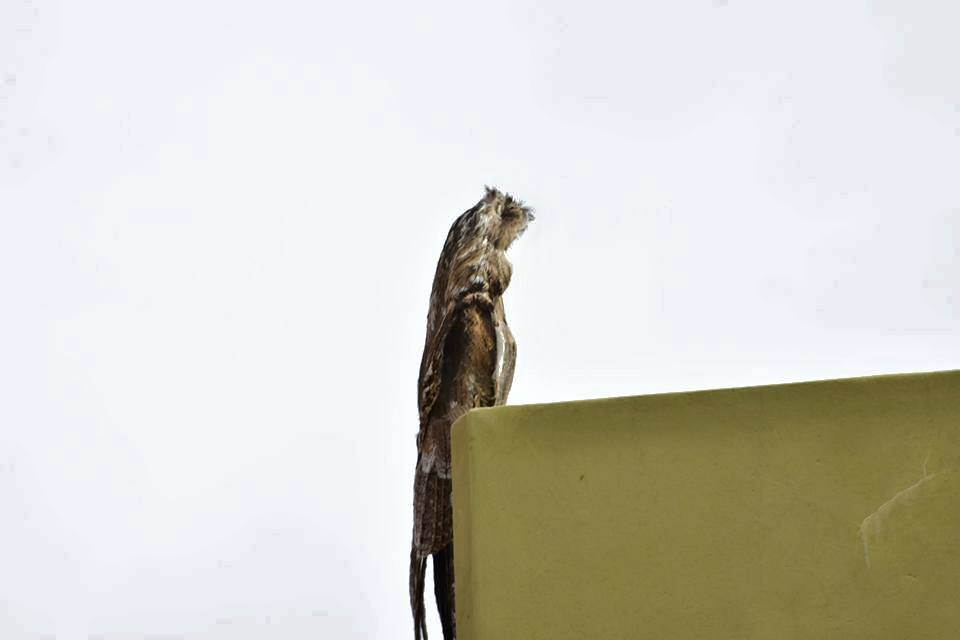 El kakuy, «pájaro fantasma» o «ave de los muertos» fue la atracción del barrio Nueva Formosa