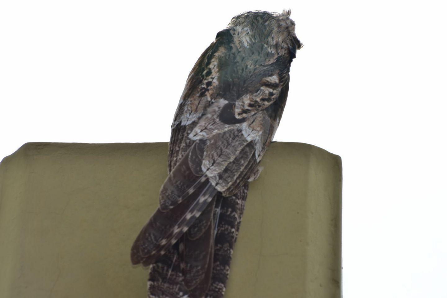 El kakuy, «pájaro fantasma» o «ave de los muertos» fue la atracción del barrio Nueva Formosa