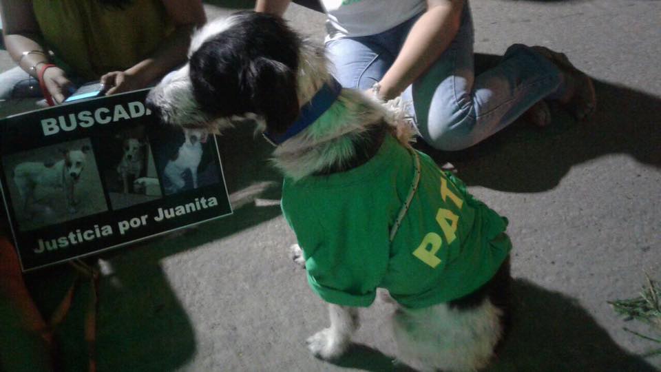 Mascoteros hicieron una sentada frente a Casa de Gobierno por la desaparición de dos perritos