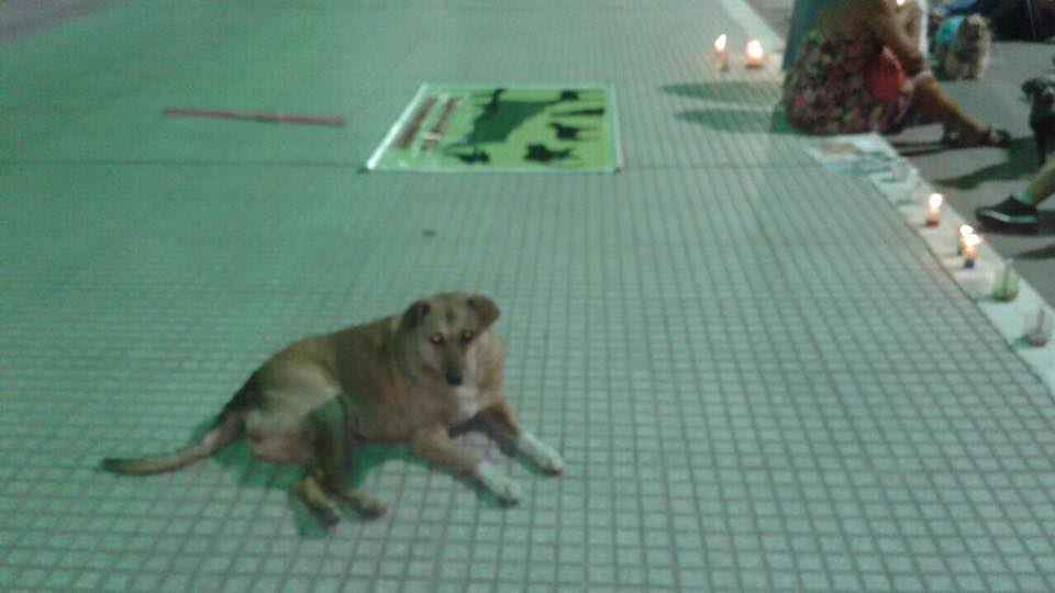 Mascoteros hicieron una sentada frente a Casa de Gobierno por la desaparición de dos perritos