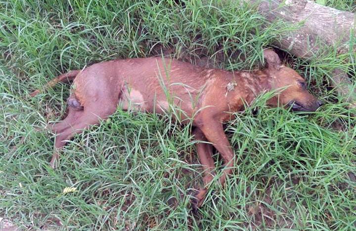 #RelatosSalvajes / Por una pelea de perros, un hombre golpeó a otro que terminó internado por un ACV