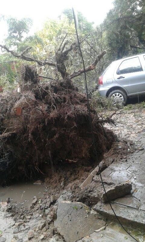 Árboles caídos en la ciudad por la tormenta