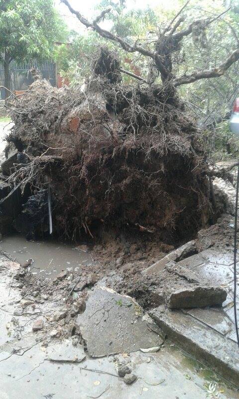 Árboles caídos en la ciudad por la tormenta