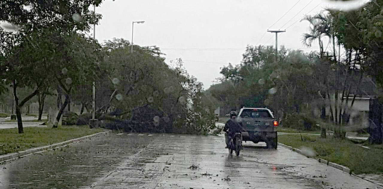 Árboles caídos en la ciudad por la tormenta