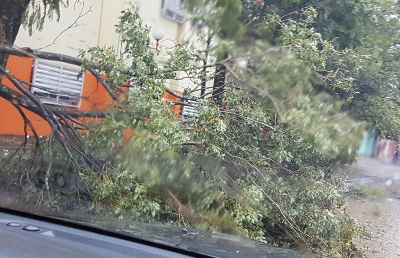 Árboles caídos en la ciudad por la tormenta