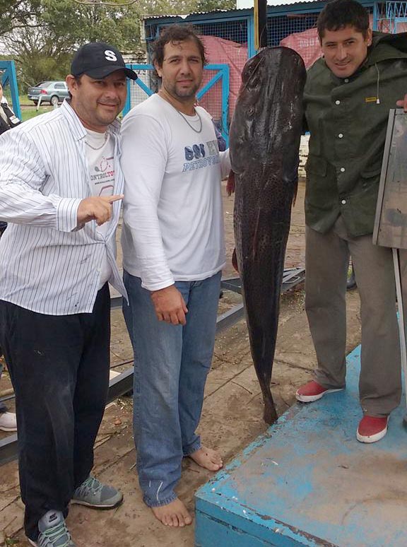 Surubí de 37 kilos en Herradura