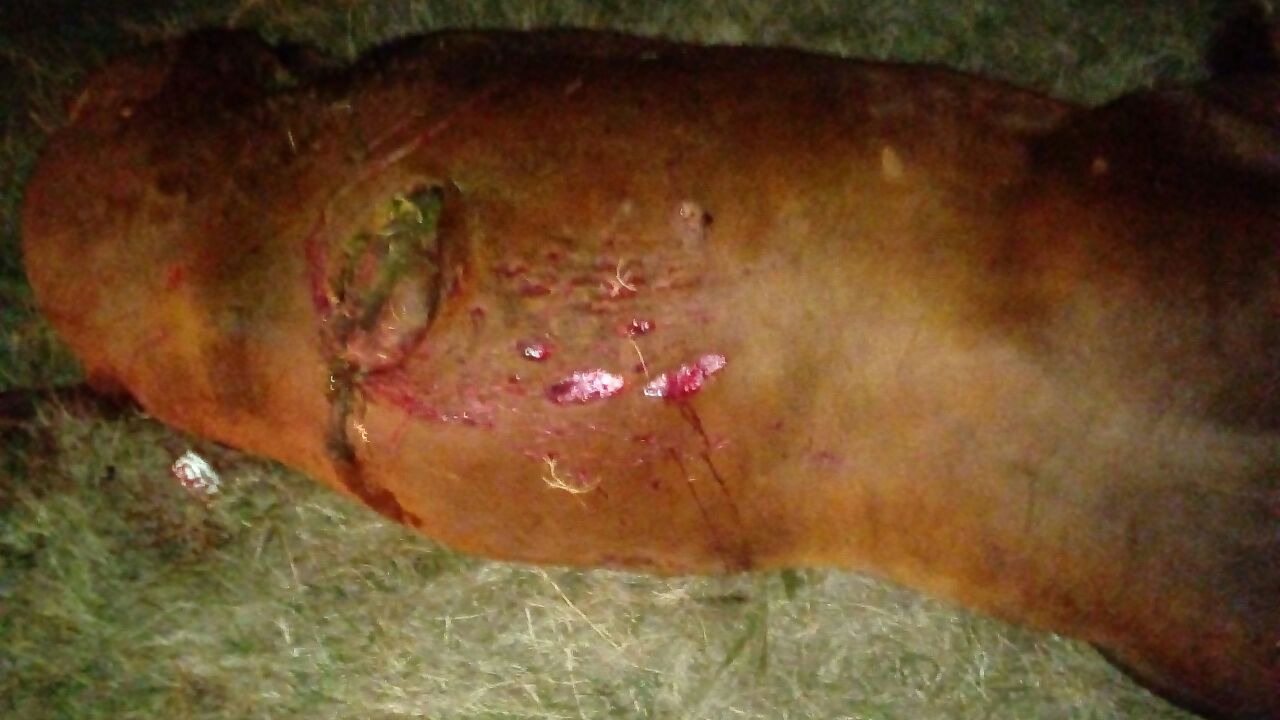 Un toro suelto en la ruta 11 provocó un accidente: dos muertos