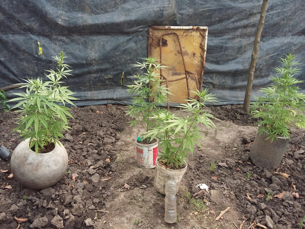 Secuestran plantines de marihuana en Herradura