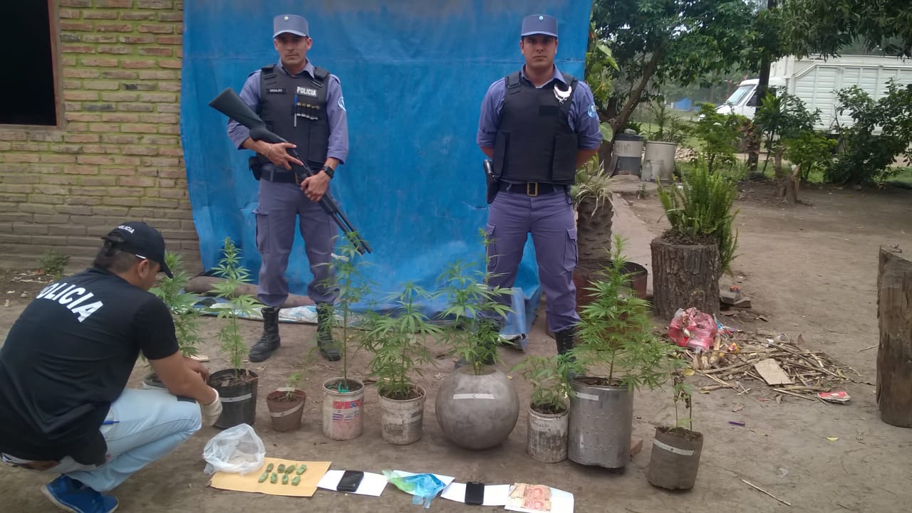 Secuestran plantines de marihuana en Herradura