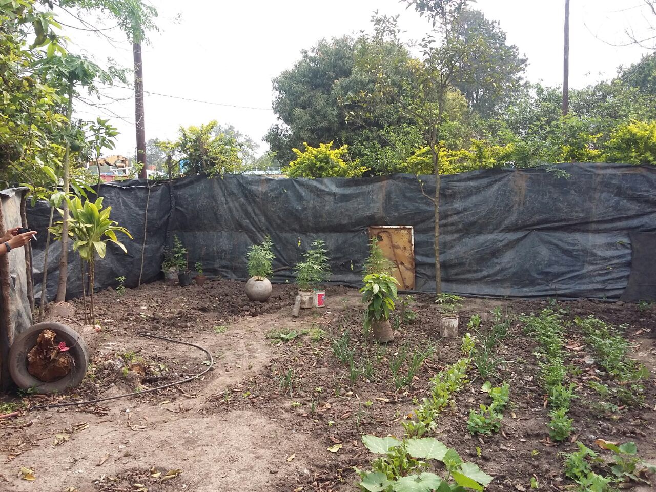 Secuestran plantines de marihuana en Herradura